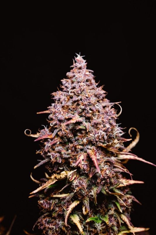 AUTO | Banana Purple Punch Auto RF3™