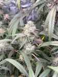 Instagram Lemon Cherry Runtz™