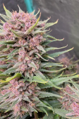 Instagram Banana Purple Punch Auto