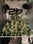 Instagram Cherry Cola Auto