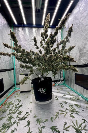 Instagram Amnesia Z Auto