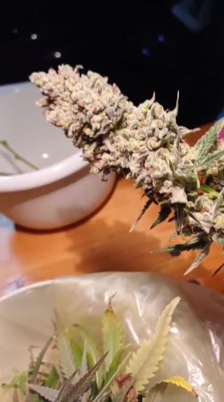 Big Bud Auto @jawles DIS 