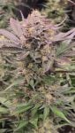Instagram Mango Frost Auto™