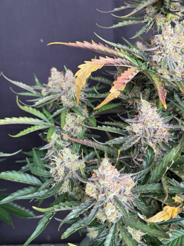 Instagram Big Bud Auto