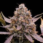 Instagram Guava Runtz Auto™