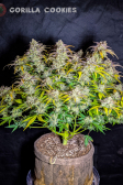 Instagram Gorilla Cookies Auto