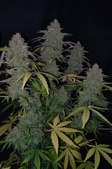 Instagram Orange Sherbet Auto