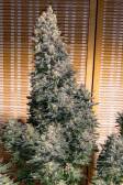 Instagram Tropicana Cookies FF