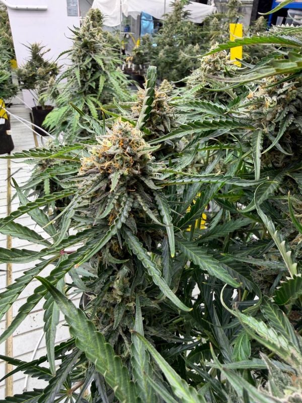 Instagram Northern Lights Auto