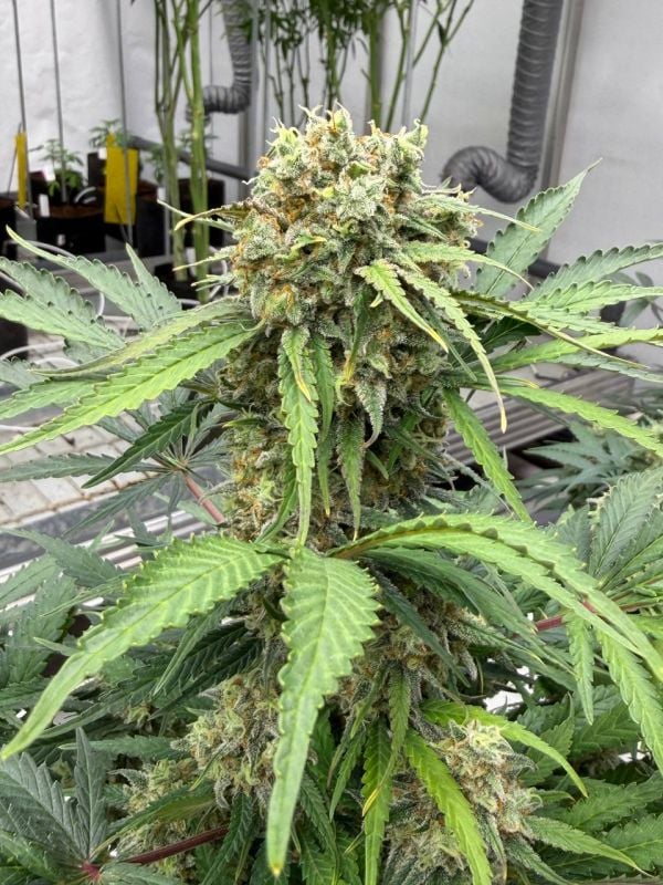 Instagram Moby Dick Auto