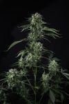 Instagram Banana Guava Auto™