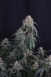 Instagram Garlic Mint Sherbet Auto™