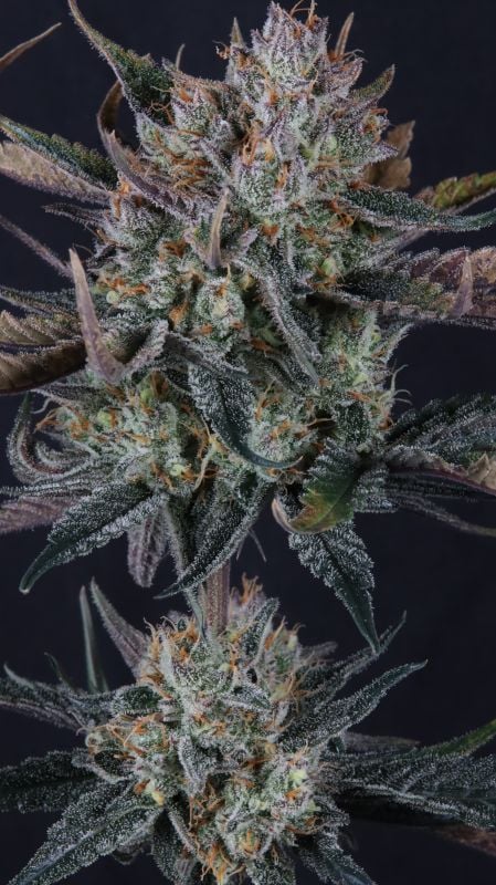 Instagram Guava Runtz Auto