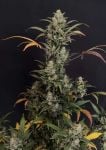 Instagram Mendo Cherry Cookies Auto™
