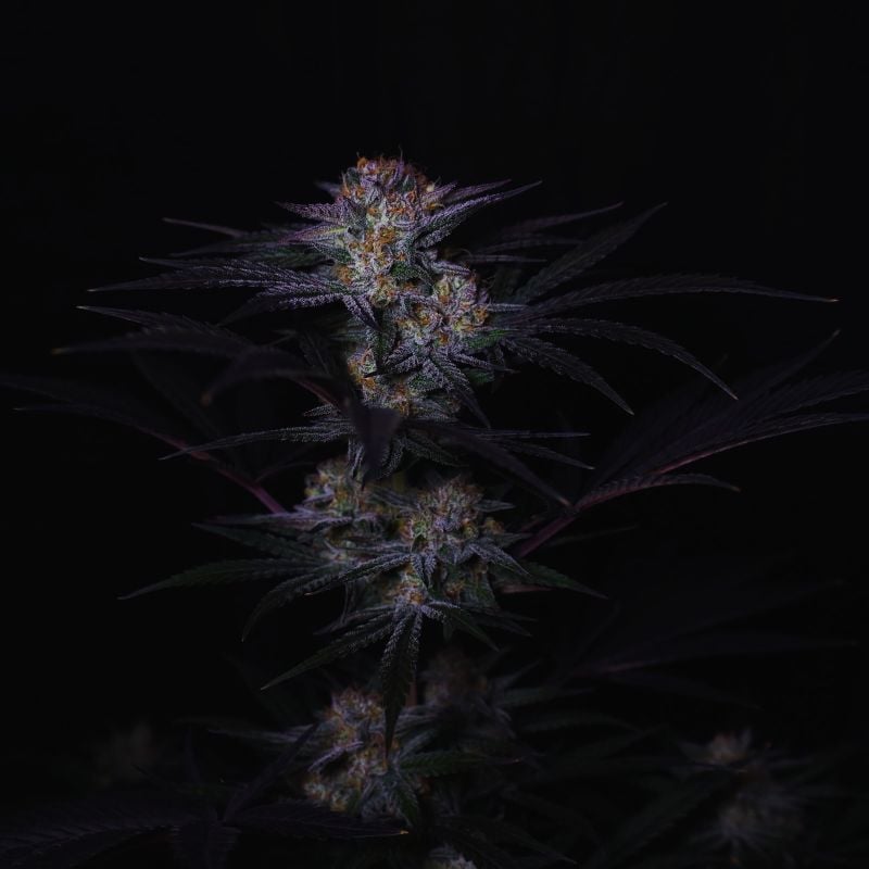 Instagram Mendo Frost Auto