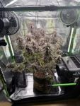 Instagram Mango Frost Auto™