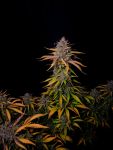 Instagram Banana Guava Auto™