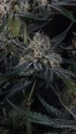 Instagram Guava Runtz Auto™
