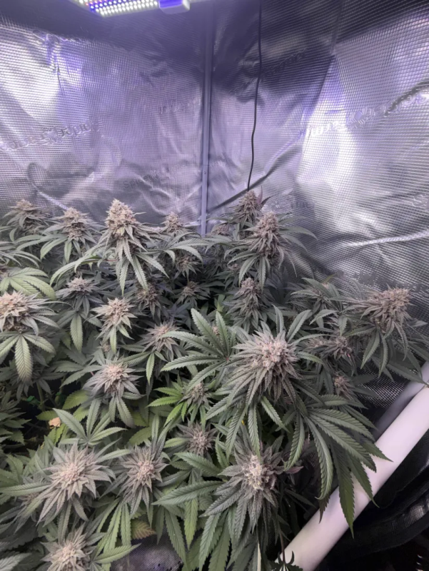 Instagram Lemon Cherry Runtz