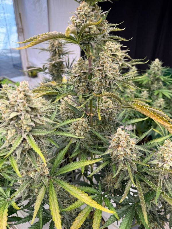Instagram OG Kush Auto