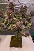 Instagram Banana Purple Punch Auto