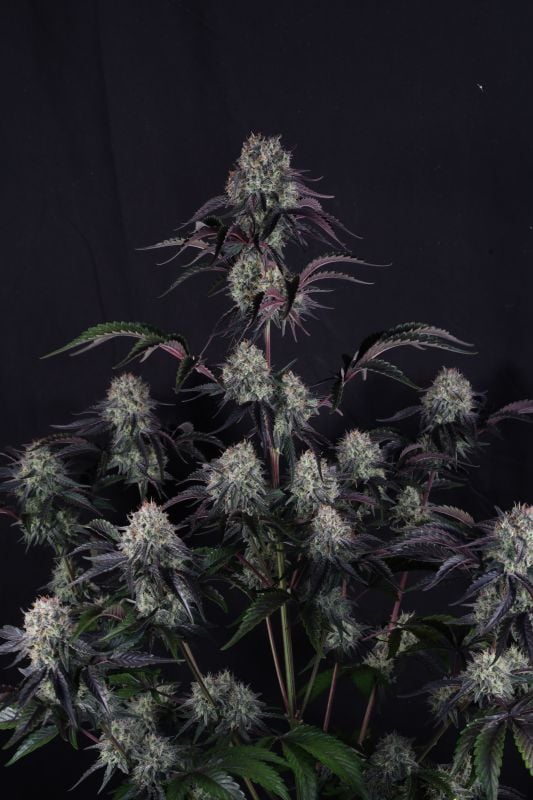 Instagram Sundae Frost Auto