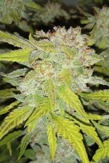 Instagram Mexican Airlines Auto