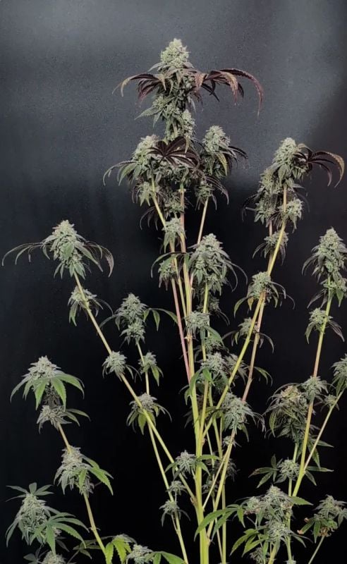 Instagram Fem Strong Strains Trial Pack