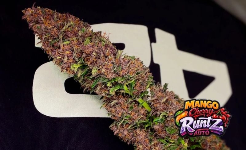 AUTO | Mango Cherry Runtz Auto™