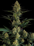 Instagram Gorilla Z Auto