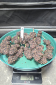 Instagram Purple Haze Auto™