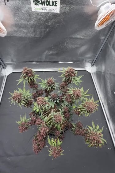 Banana Purple Punch Auto