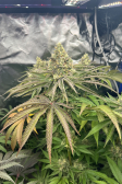 Instagram Gorilla Melon™