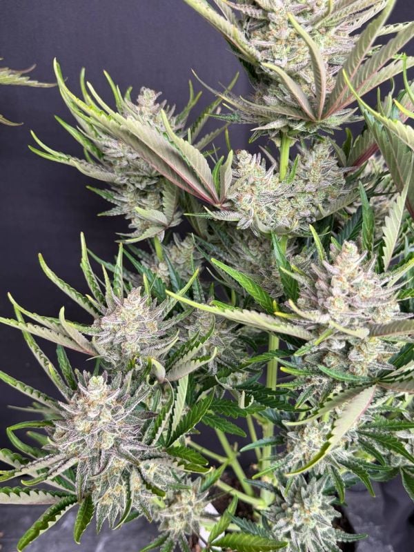 Instagram Trainwreck Auto