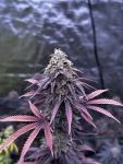 Instagram Lemon Cherry Runtz™
