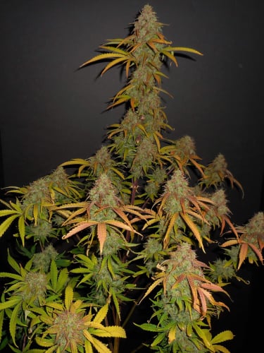 Instagram Pineapple Express Auto