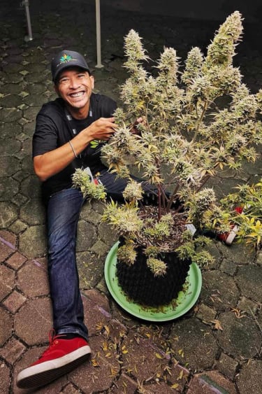 Instagram Mimosa Cake Auto