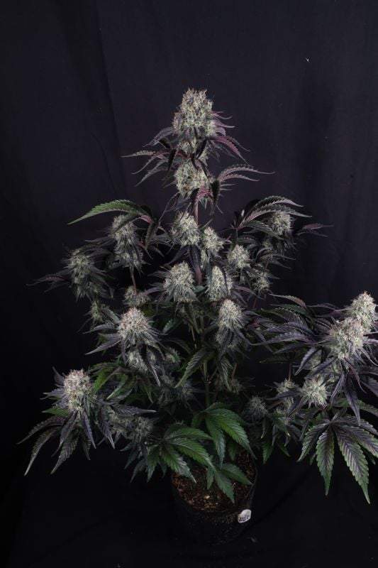 Instagram Sundae Frost Auto