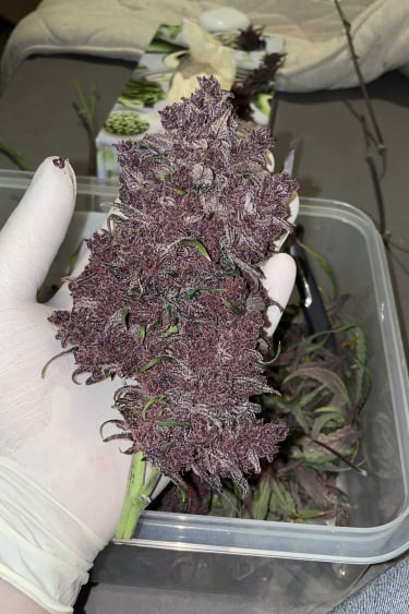 Instagram Purple Lemonade Auto