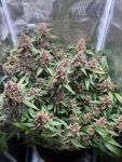 Instagram Lemon Cherry Cookies Auto