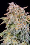 Instagram Cherry Cola Auto