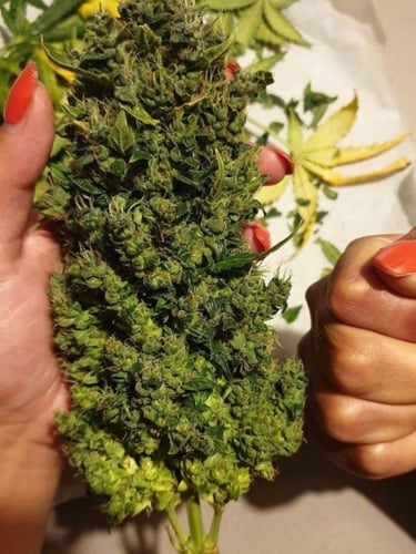 Instagram Northern Lights Auto