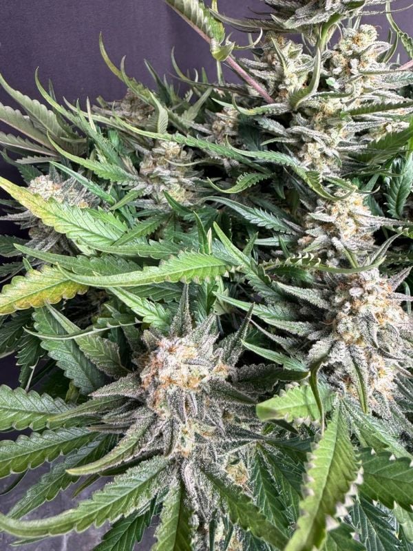 Instagram White Widow Auto