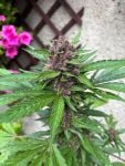 Instagram Lemon Cherry Cookies Auto