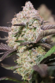 Instagram Strawberry Gorilla Auto