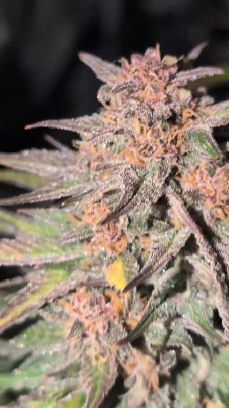 Tropicana Cookies Auto @gruffi96wartack DIS 