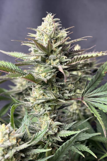 Instagram GG4 Sherbet FF