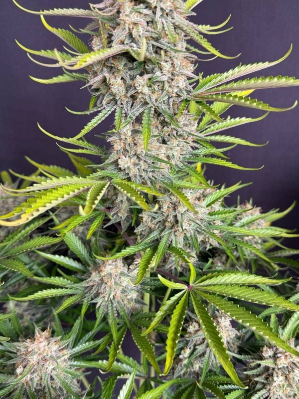 Instagram Cinderella Auto