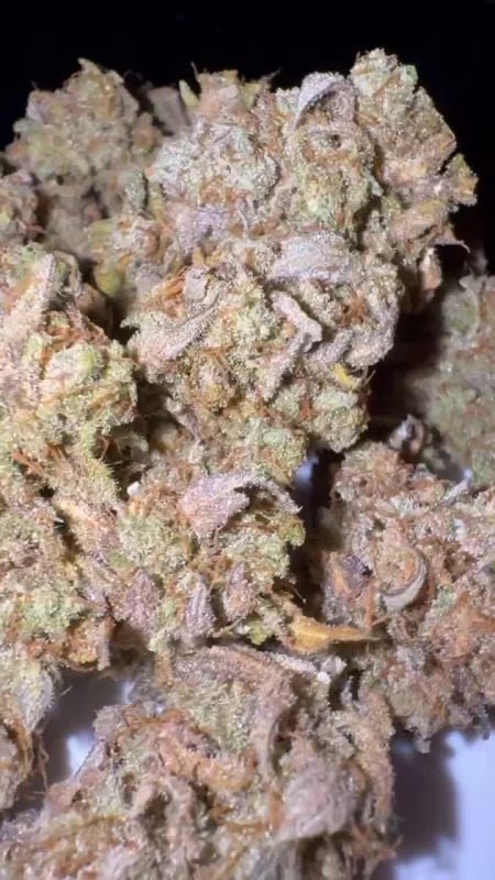 Frostbanger Auto @marshiesgarden IG 