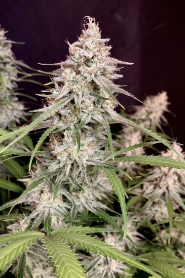 Instagram Bruce Banner Auto